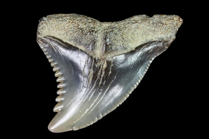 Hemipristis Shark Tooth Fossil - Virginia #96706